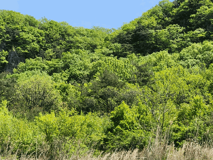 본건 (7)
