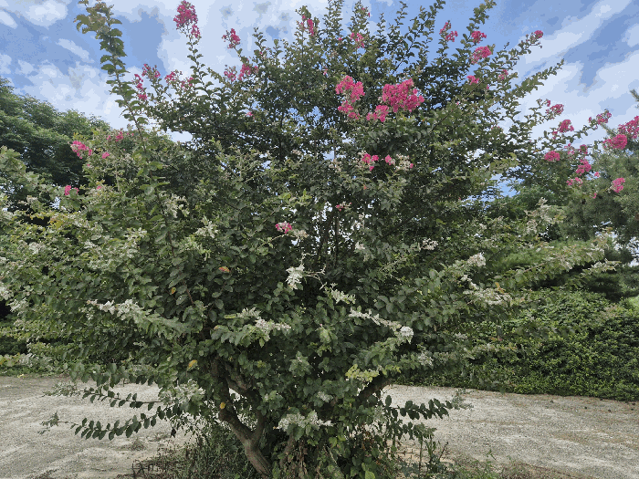 본건 기호1) 소재 수목 일부 2
