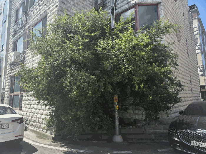 일련번호(1) 지상 소재 수목