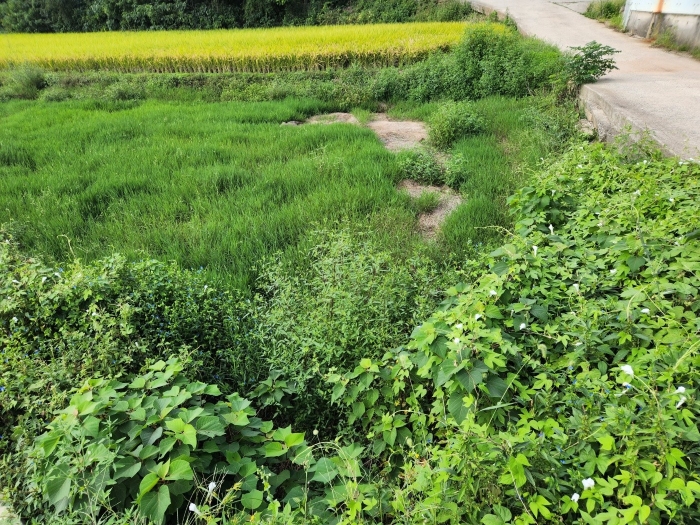본건(6) 전경