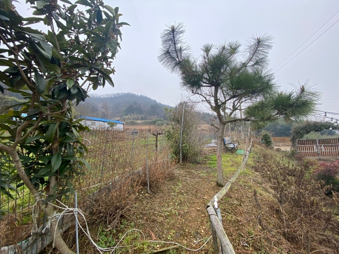 본건 지상 식재된 수목