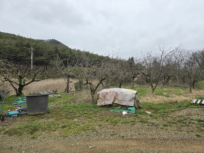 본건 기호(2) 전경 및 위지상 수목