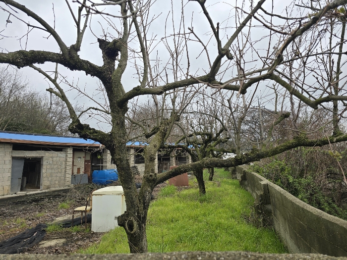 기호(1) 위지상 수목