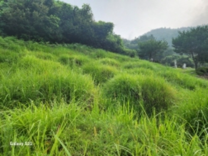 본건 1 지상에 소재한 분묘