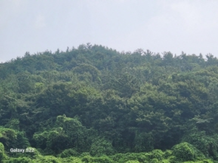 본건 2