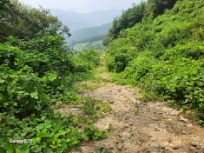 본건 4