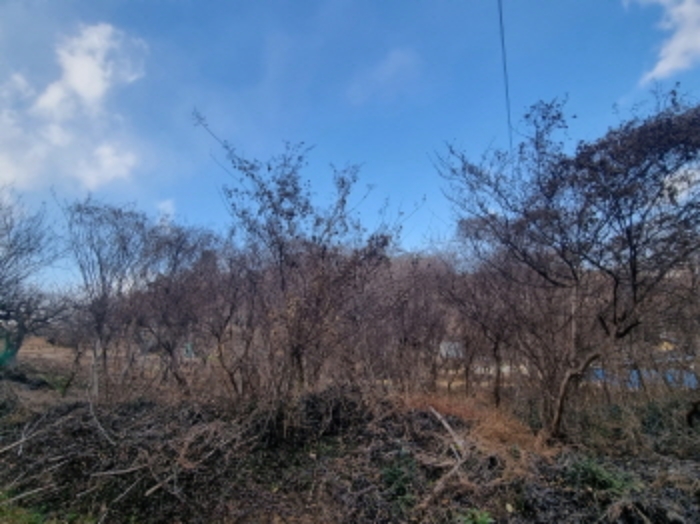 물건 2번 전경 (지상에 수목이 식재됨)