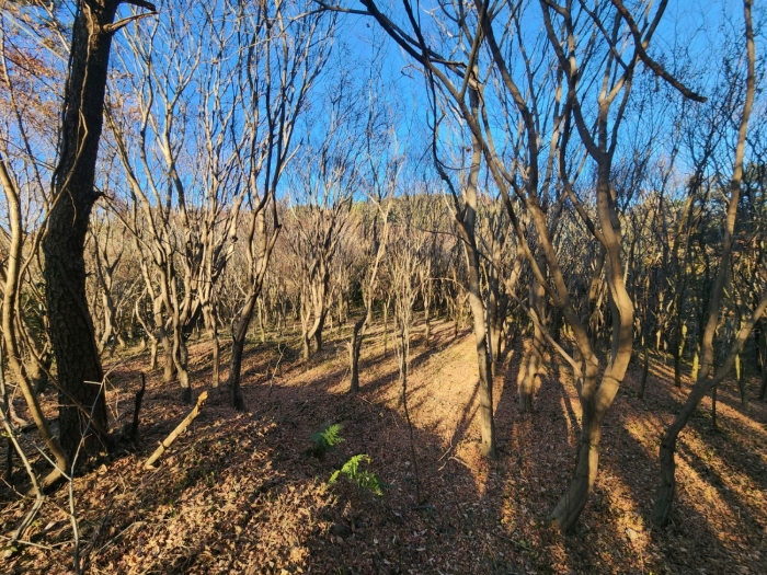 기호(5) 전경 및 수목