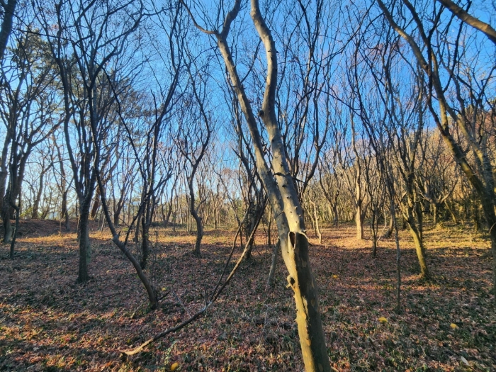 기호(5) 전경 및 수목
