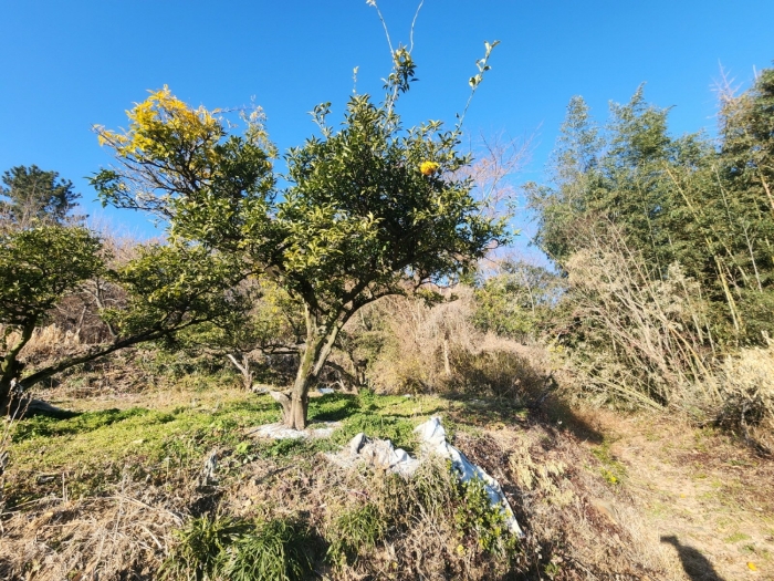 기호(8) 전경 및 수목