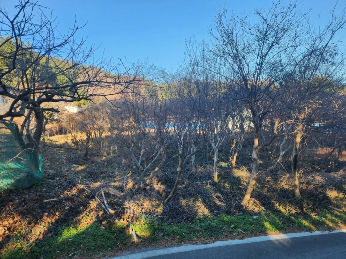 기호(4) 전경 및 수목