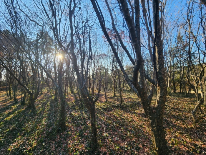 기호(5) 전경 및 수목