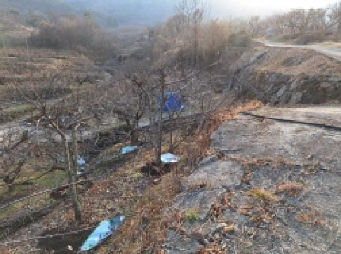 매실나무가 식재되어 있음