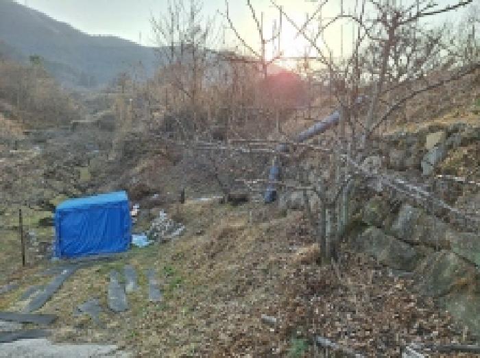 매실나무가 식재되어 있음