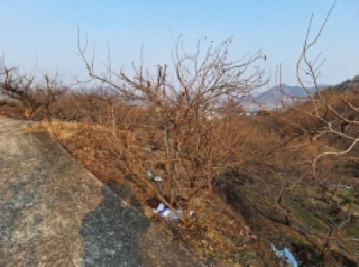 매실나무가 식재되어 있음