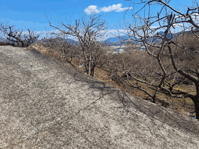 본건 근경