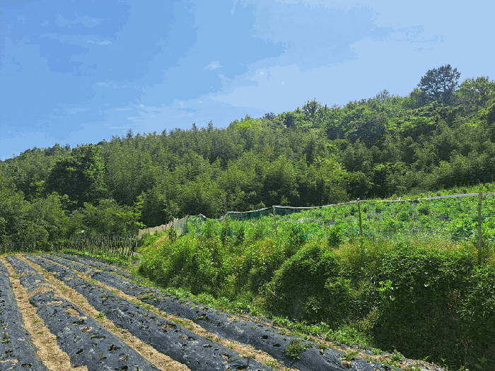 본건 전경