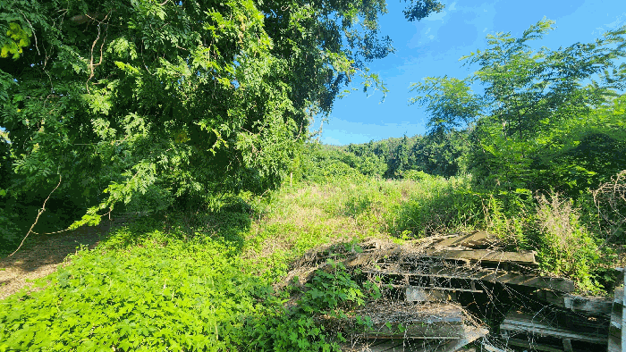 본건 기호(1)