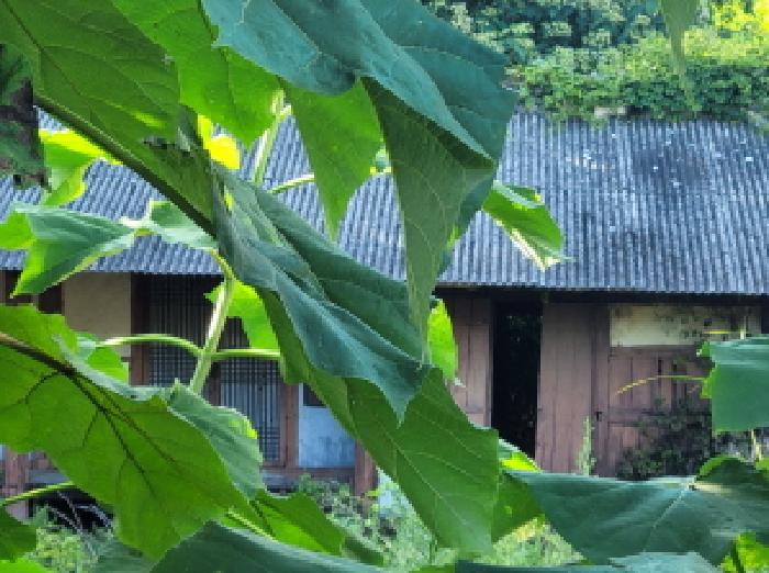 본건 1항 목조 슬레이트 지붕 구조의 제시외 건물 전경사진임.