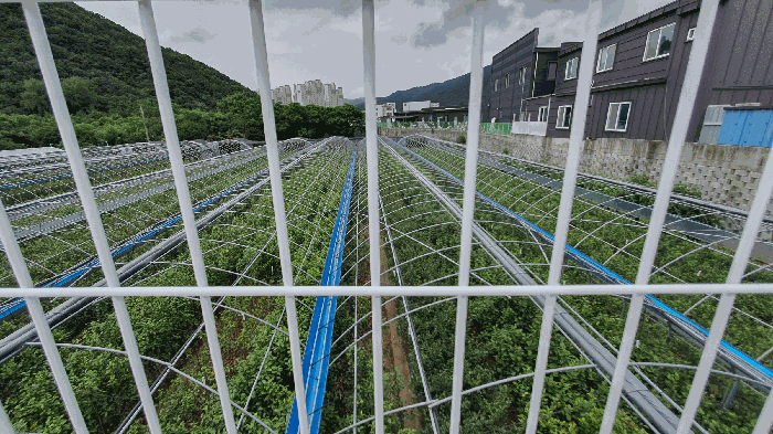 【 비닐하우스 및 묘목 】
