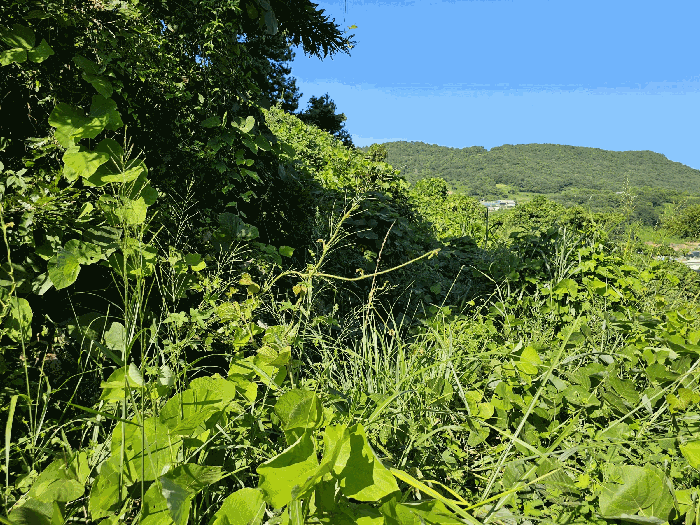 기호2 전경
