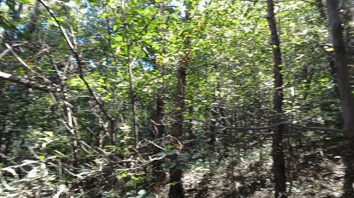 지상 수목