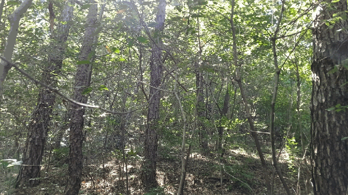 지상 수목