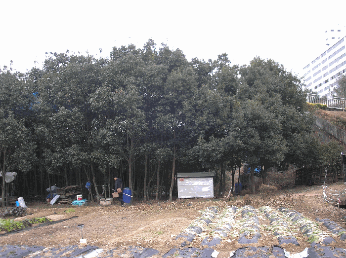 본건 기호(1) 지상 수목 현황