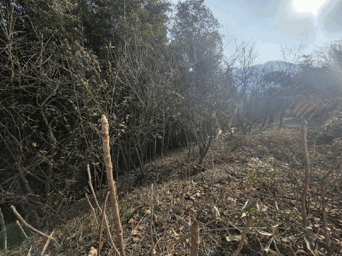 일련번호(3) 근경 (지상수목)