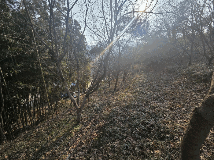 일련번호(2) 근경 (지상수목)