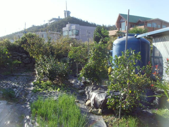 2-수목