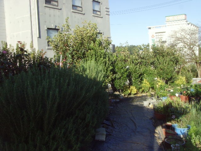 2-수목