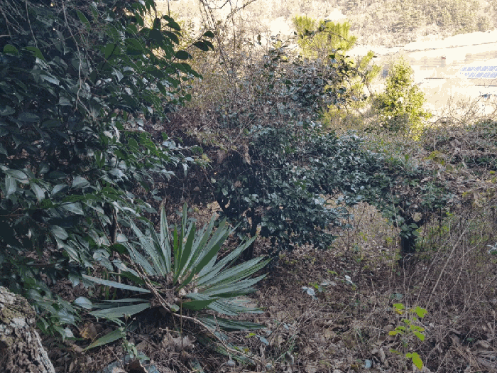 일련번호(1) 지상 수목
