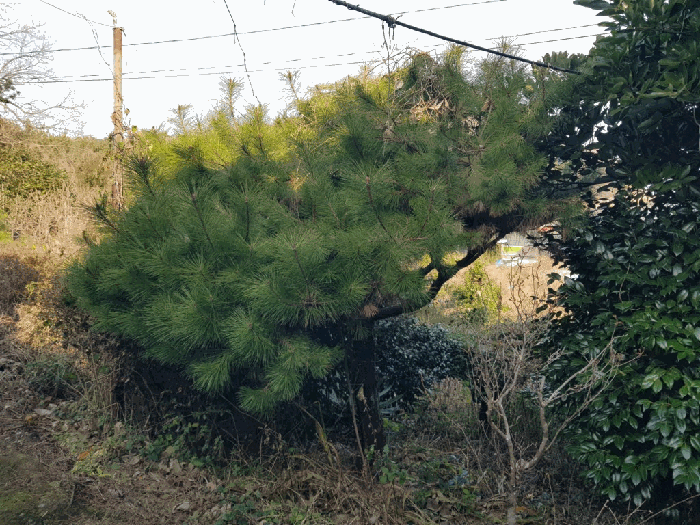 일련번호(1) 지상 수목