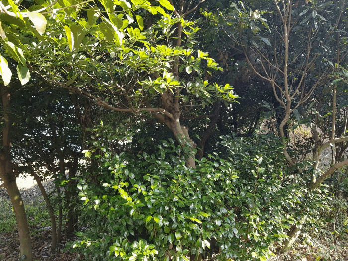 일련번호(1) 지상 수목