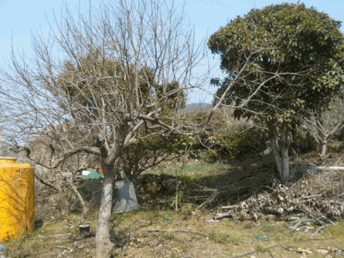 기호 6 소재 수목