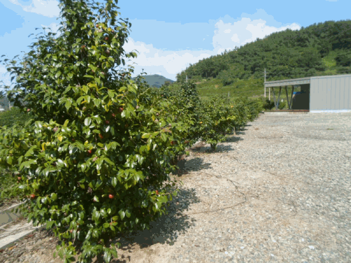 본건 소재 경계수목