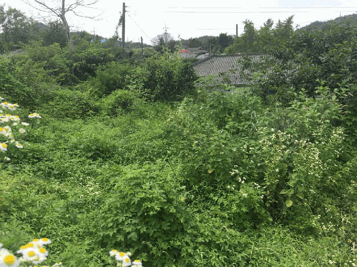 기호 5 지상의 수목
