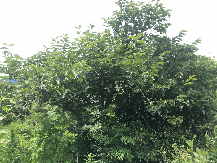 기호 5 지상의 수목