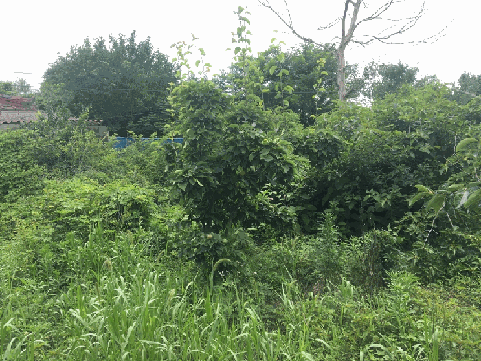 기호 5 지상의 수목