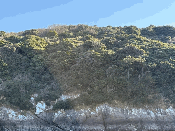 본건 지상의 수목