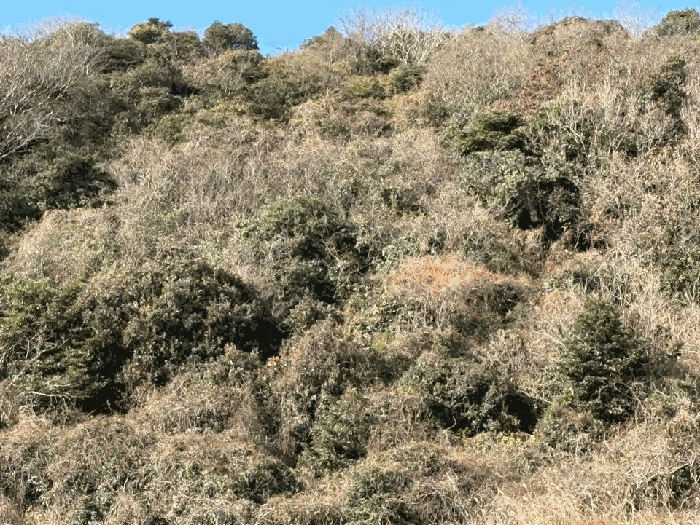 본건 지상의 수목