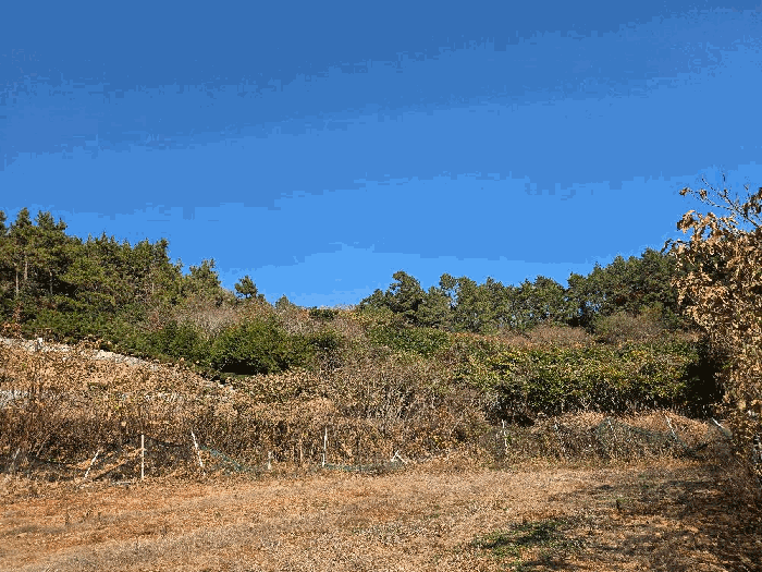 본 건 전경