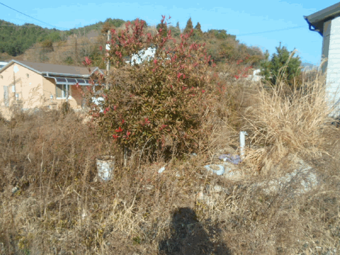 기호 3 소재 수목