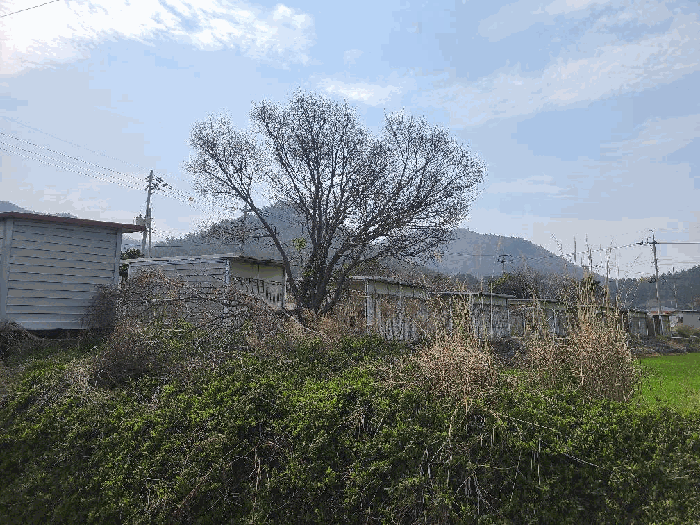 본 건 지상 수목