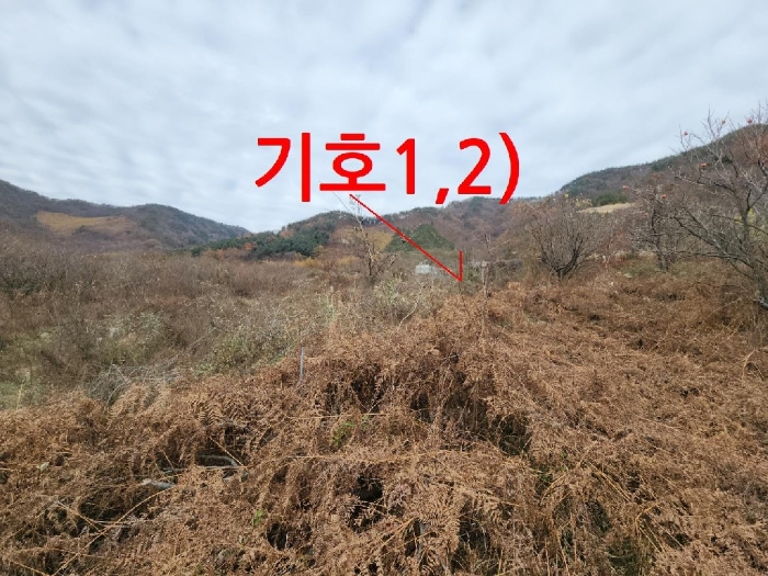 2024타경6019