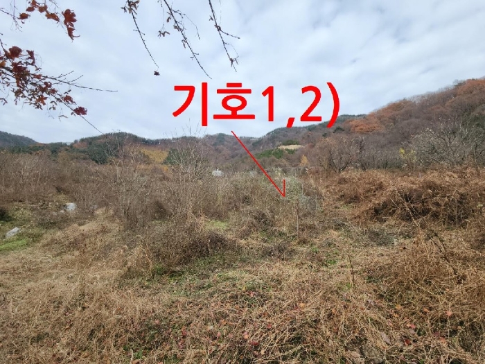 2024타경6019