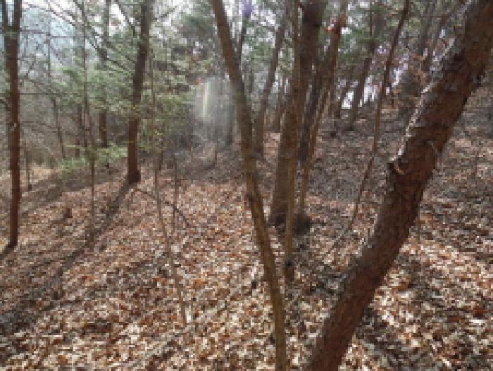 목록2. 토지(임야) 전경(1)