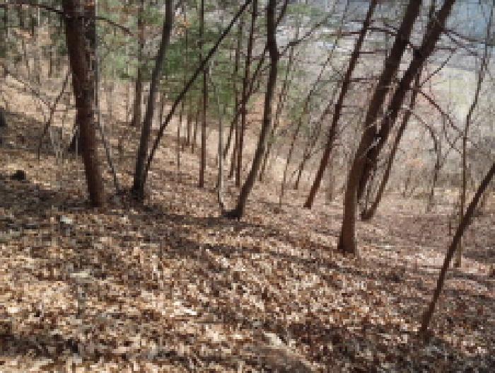 목록2. 토지(임야) 전경(2)
