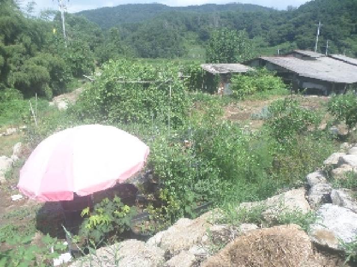 목록2 토지를 인접지(305-1번지)에서 바라본 모습